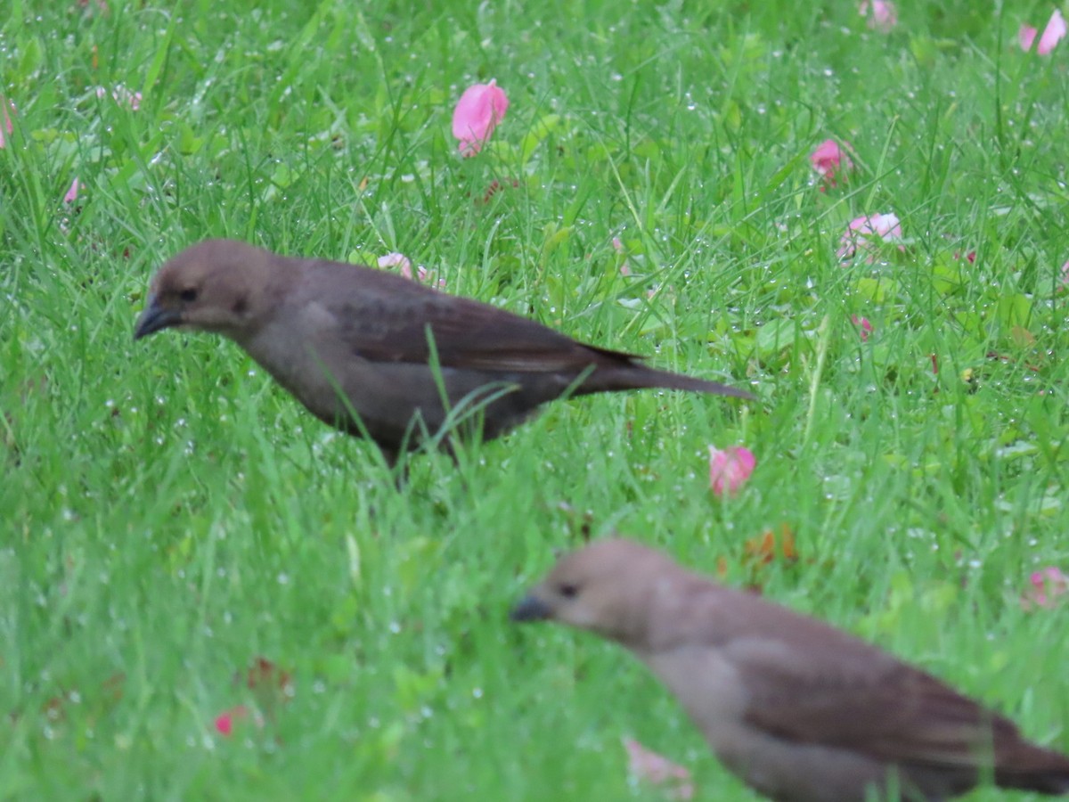 Brown-headed Cowbird - ML635473537