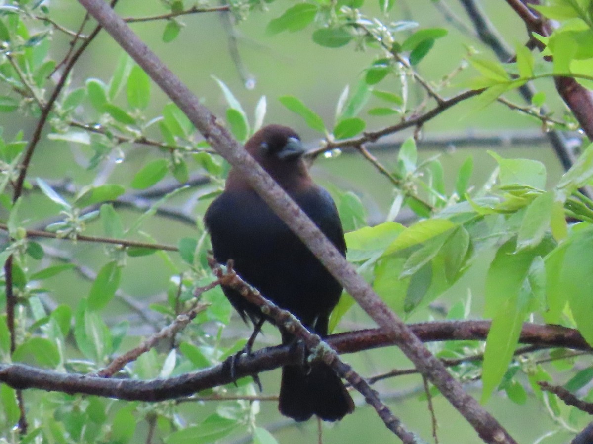 Brown-headed Cowbird - ML635473538