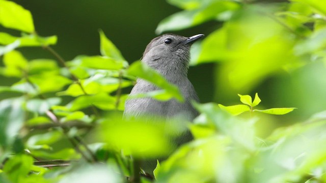 Gray Catbird - ML635473559