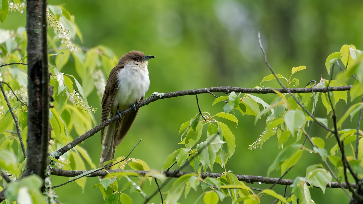 Black-billed Cuckoo - ML635473600