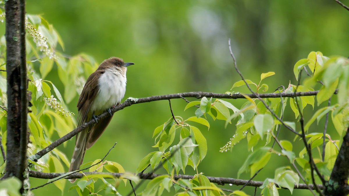 Black-billed Cuckoo - ML635473601