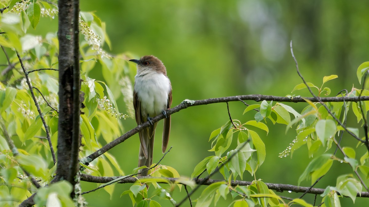Black-billed Cuckoo - ML635473602