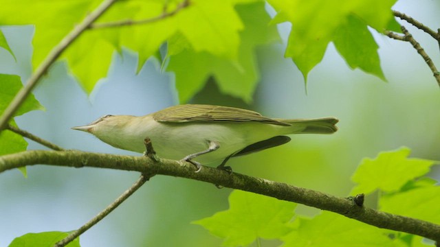 Vireo occhirossi - ML635473612