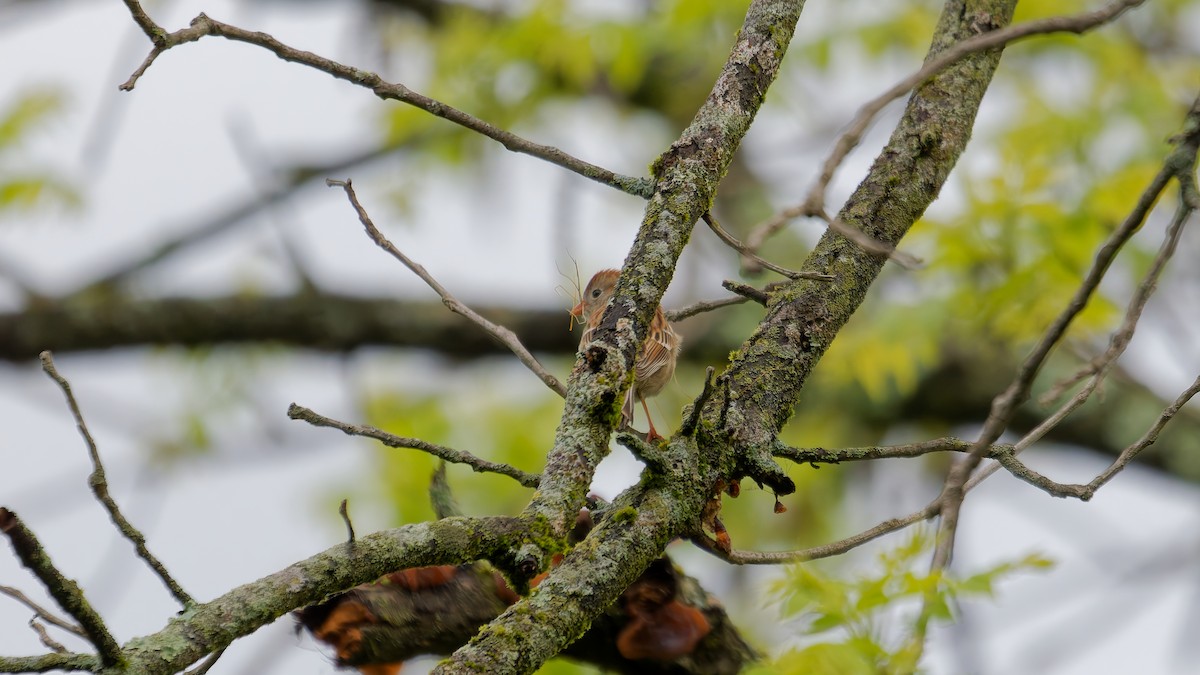 Field Sparrow - ML635473654