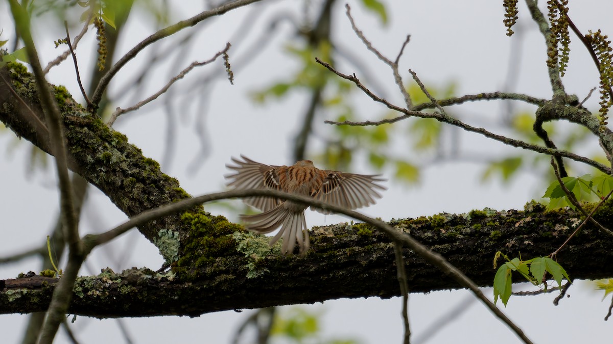 Field Sparrow - ML635473665