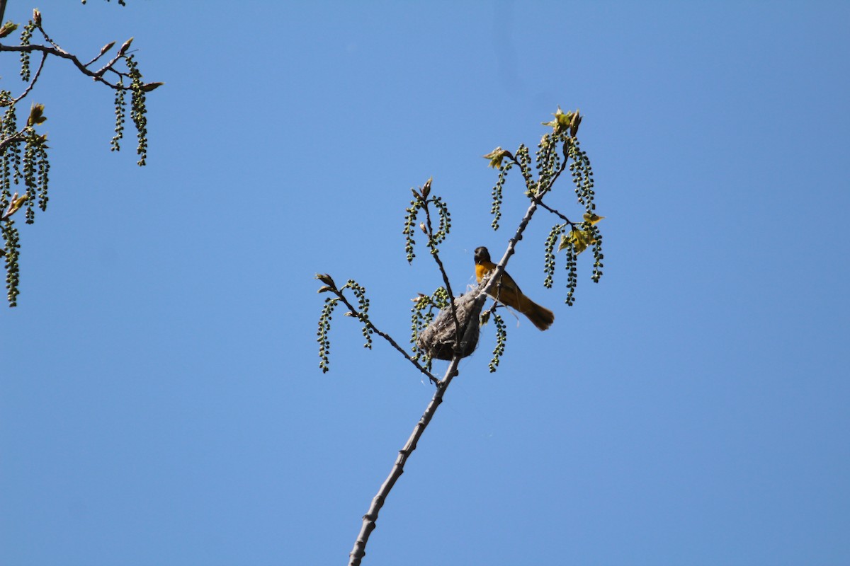 Baltimore Oriole - ML635473675