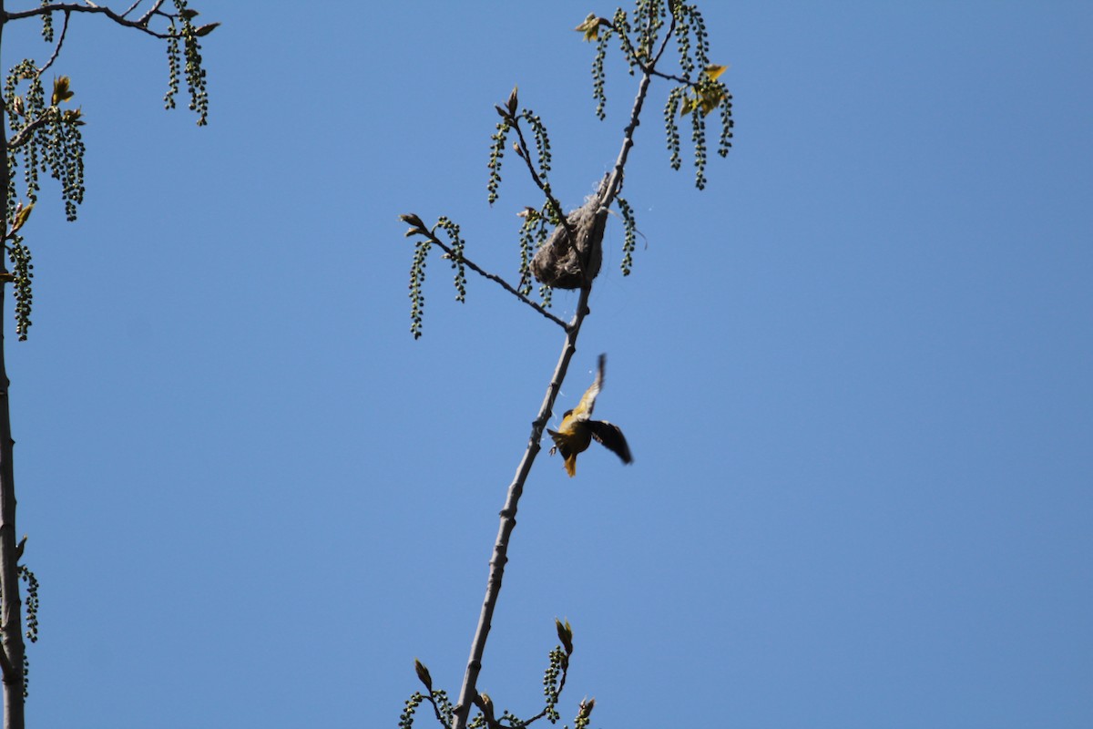 Baltimore Oriole - ML635473676