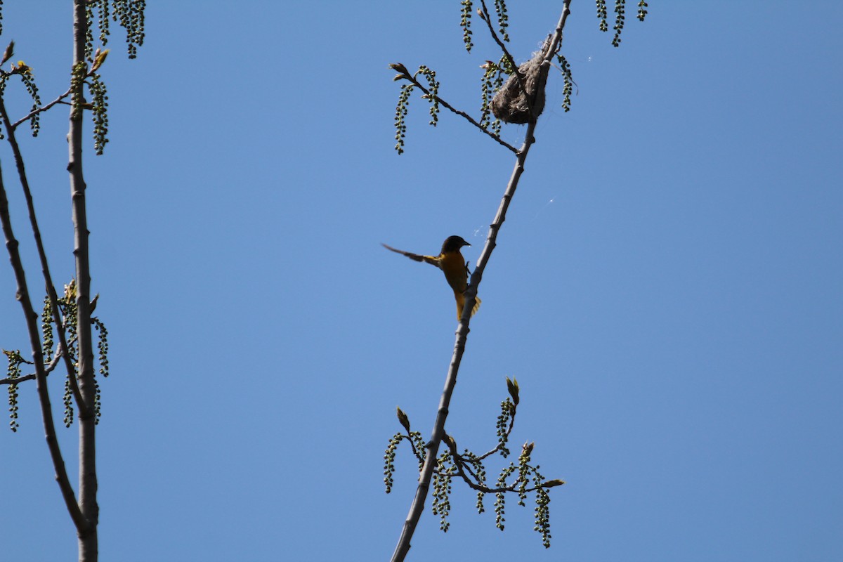 Baltimore Oriole - ML635473677