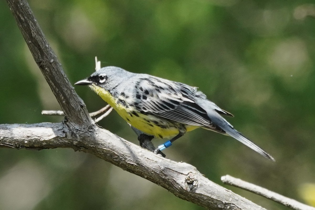 Kirtland's Warbler - ML635473682