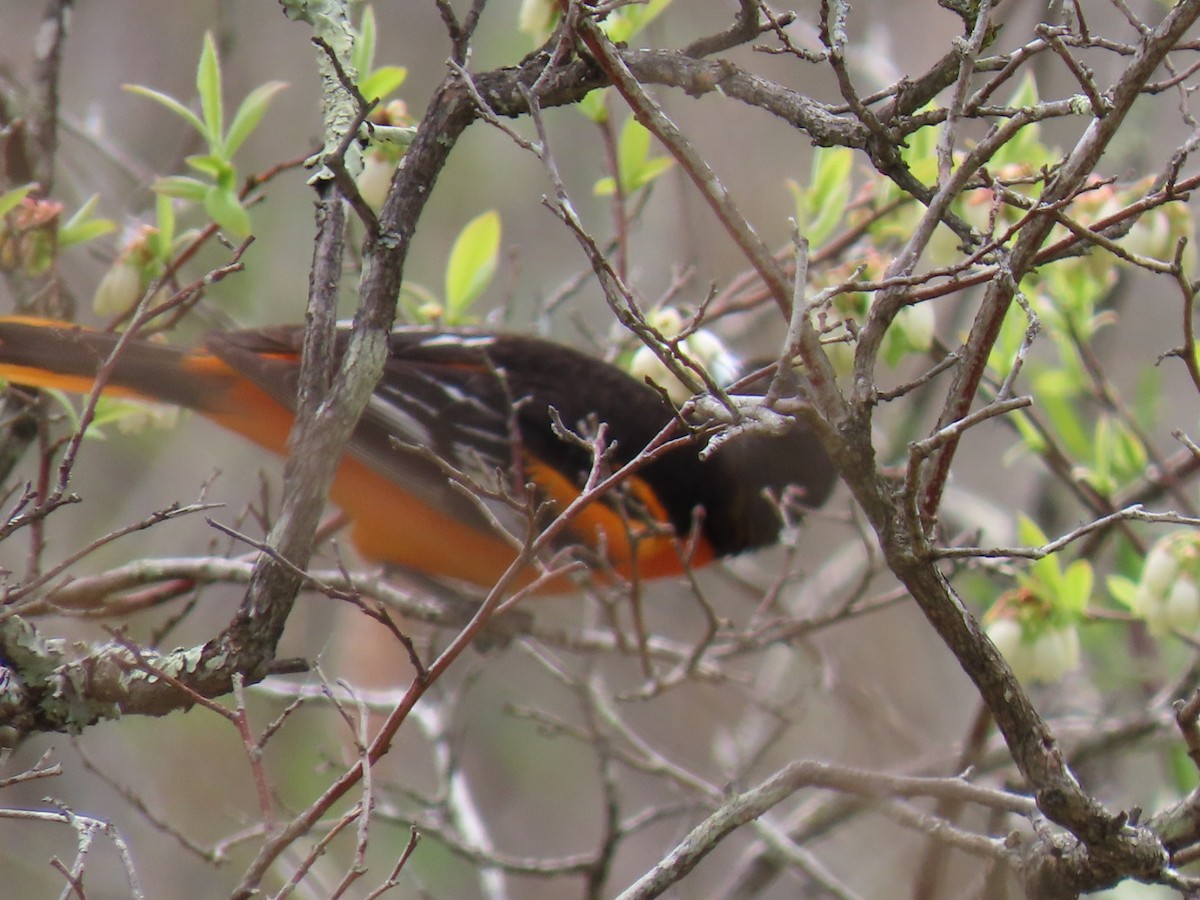 Baltimore Oriole - ML635473683
