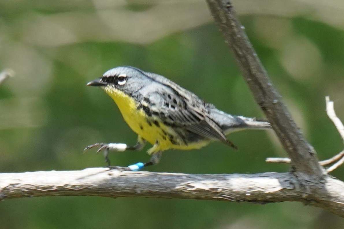 Kirtland's Warbler - ML635473685