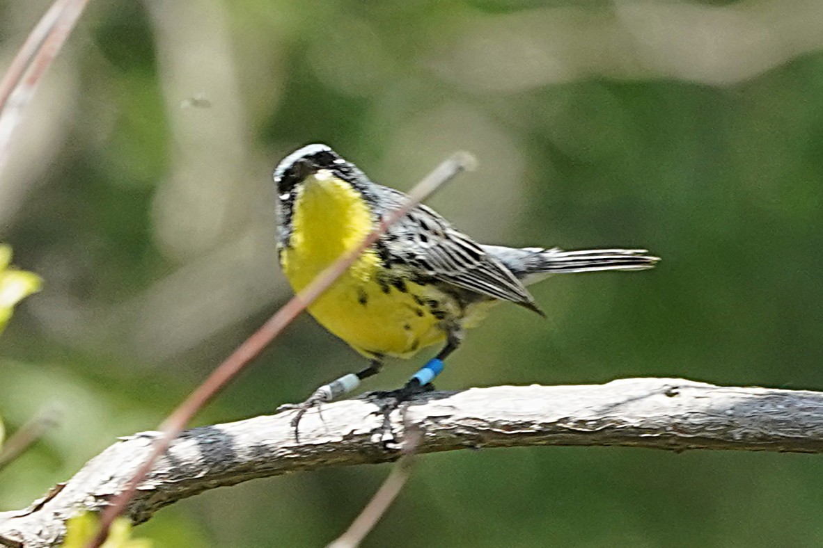 Kirtland's Warbler - ML635473686