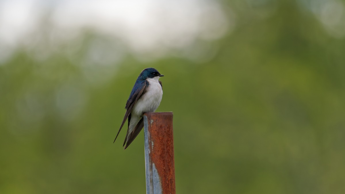 Tree Swallow - ML635473694