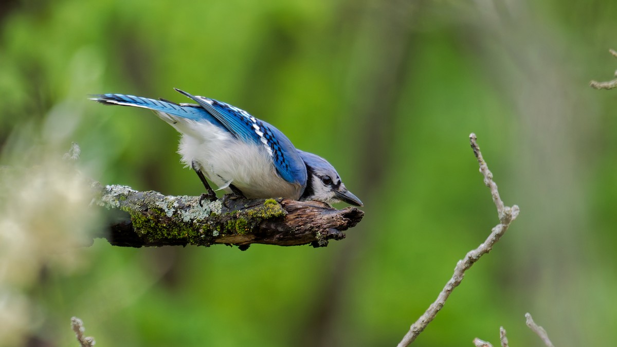 Blue Jay - ML635473713