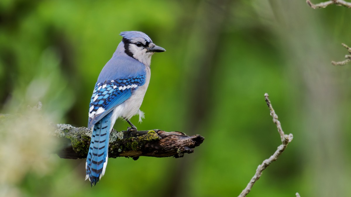 Blue Jay - ML635473714