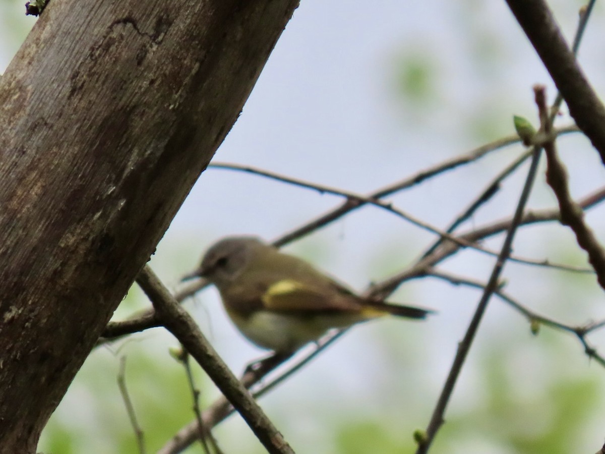 American Redstart - ML635473717