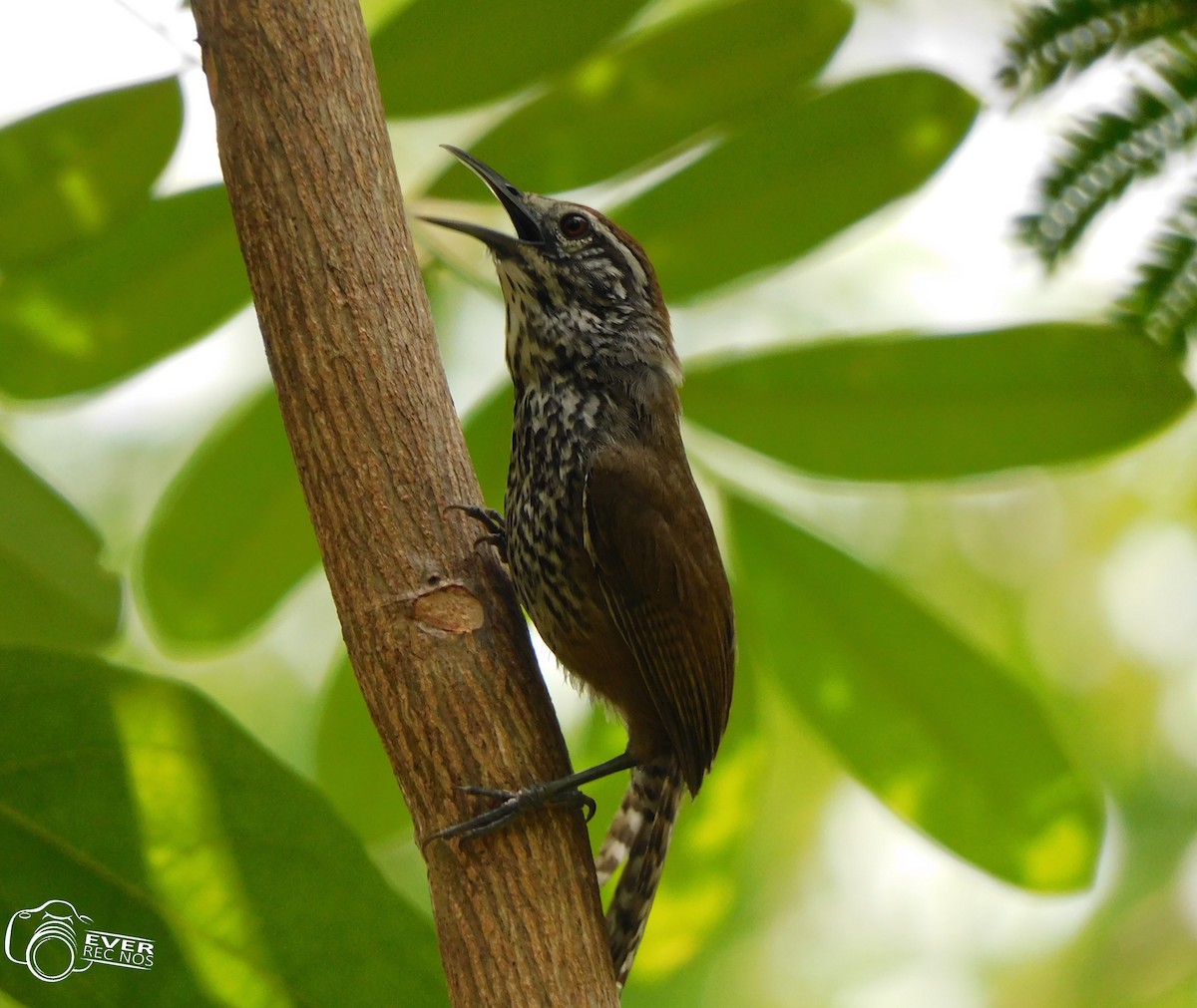 Spot-breasted Wren - ML635473915