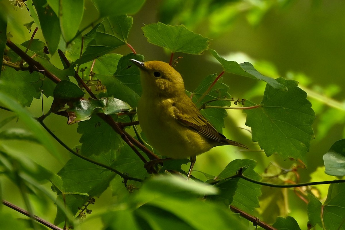 lesňáček zlatotemenný - ML635473949