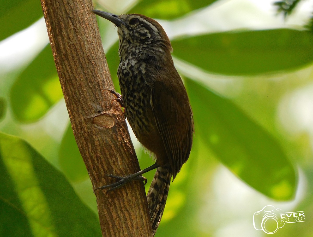 Spot-breasted Wren - ML635473959