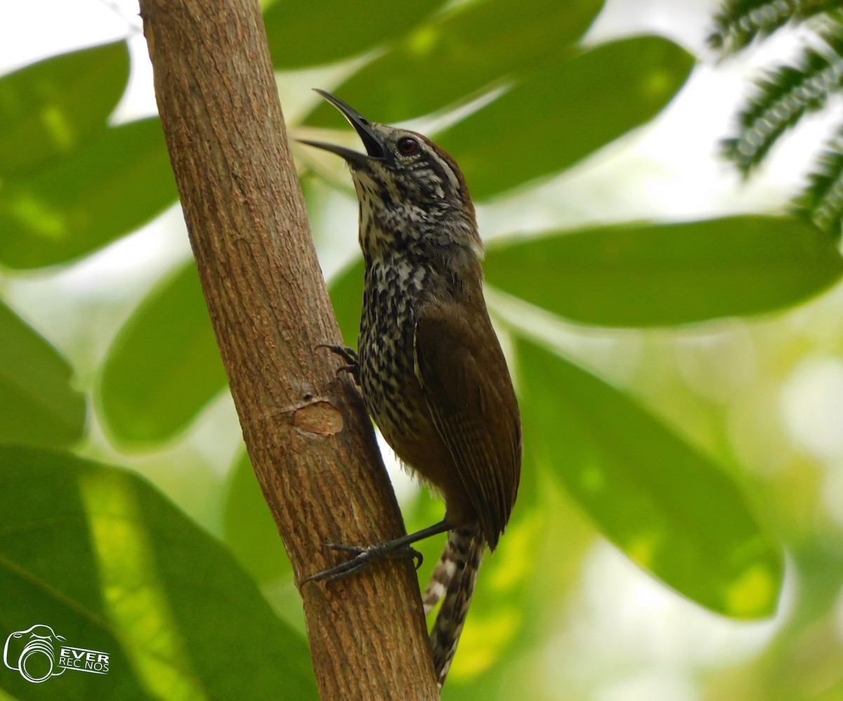 Spot-breasted Wren - ML635473960