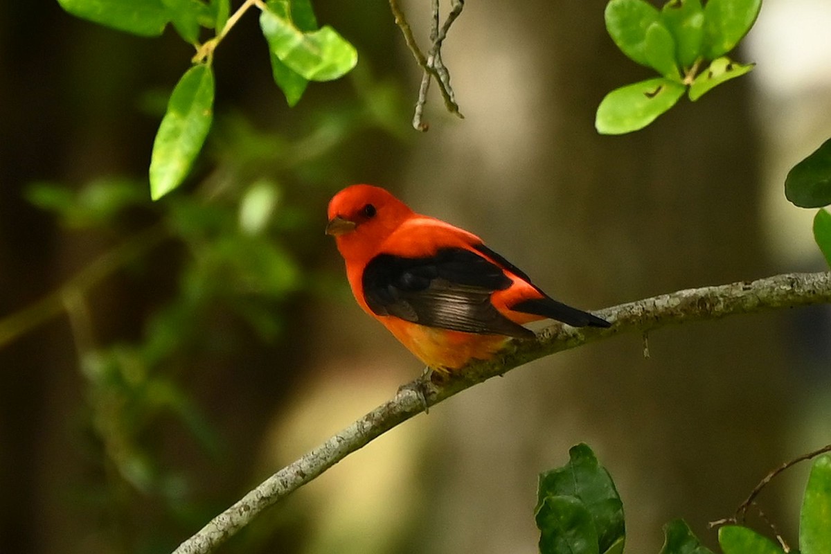 piranga šarlatová - ML635473963