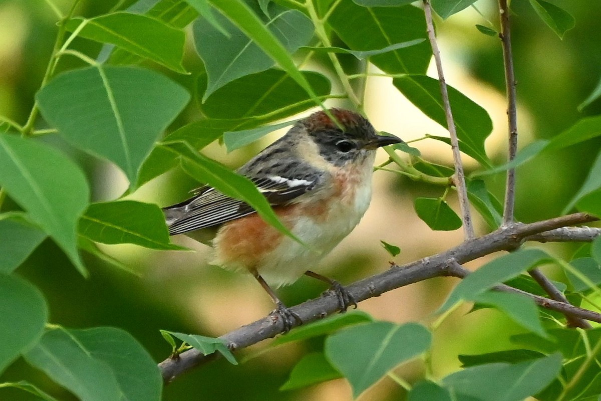 lesňáček kaštanový - ML635473980