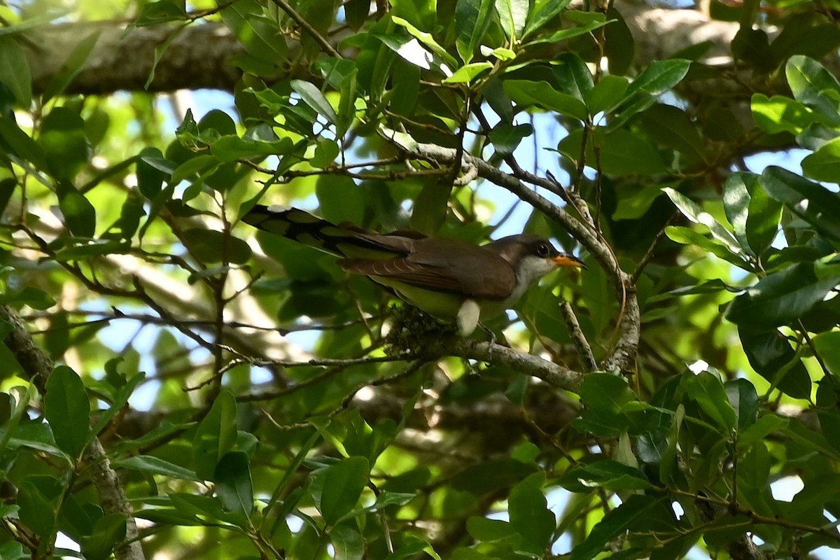 kukačka dešťová - ML635474016