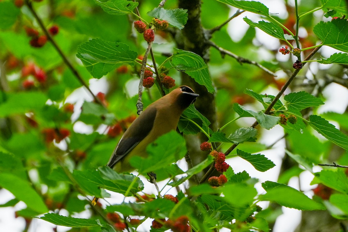 Cedar Waxwing - ML635474025