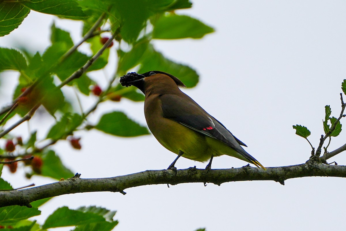Cedar Waxwing - ML635474035