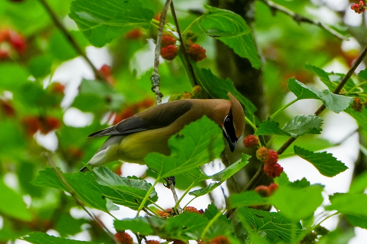 Cedar Waxwing - ML635474049