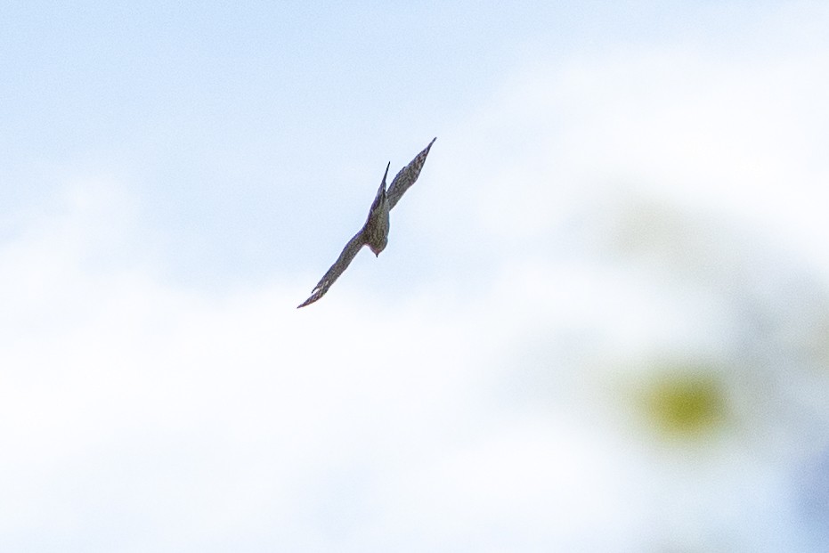 hawk sp. - ML635474051
