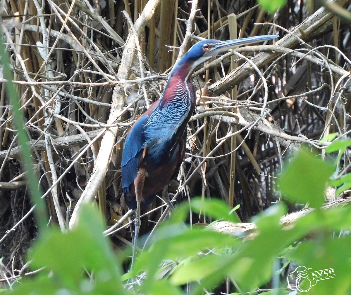 Agami Heron - ML635474074