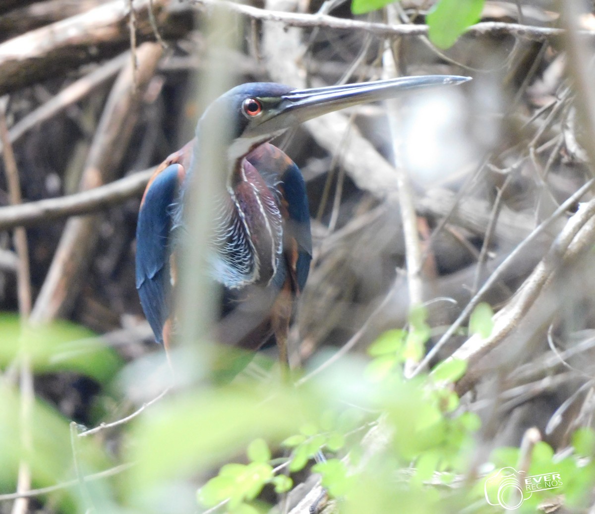 Agami Heron - ML635474075