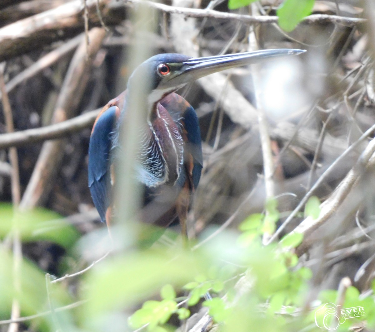 Agami Heron - ML635474076