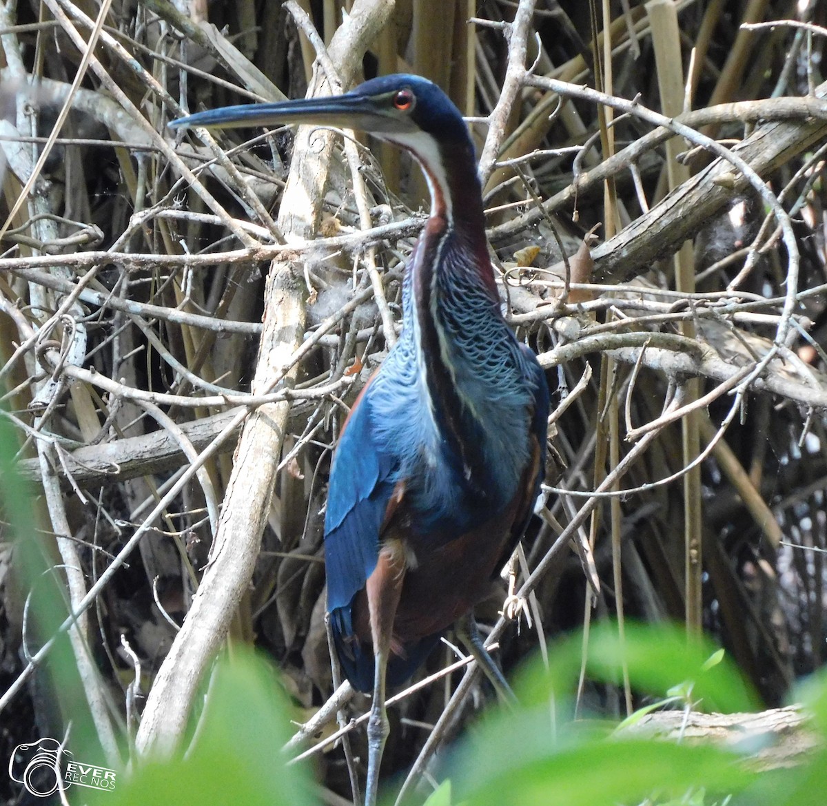 Agami Heron - ML635474077