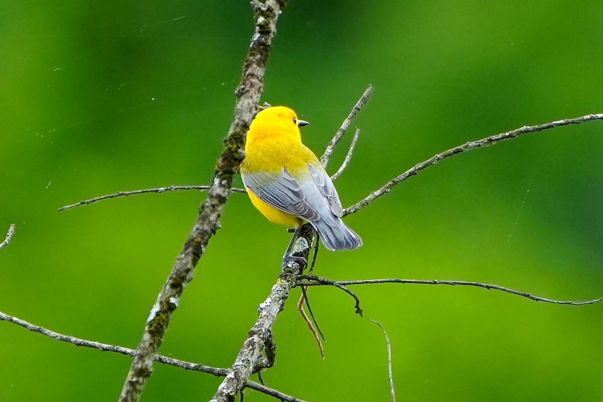 Prothonotary Warbler - ML635474093