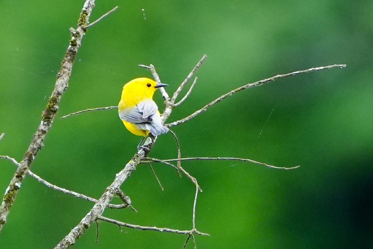 Prothonotary Warbler - ML635474106