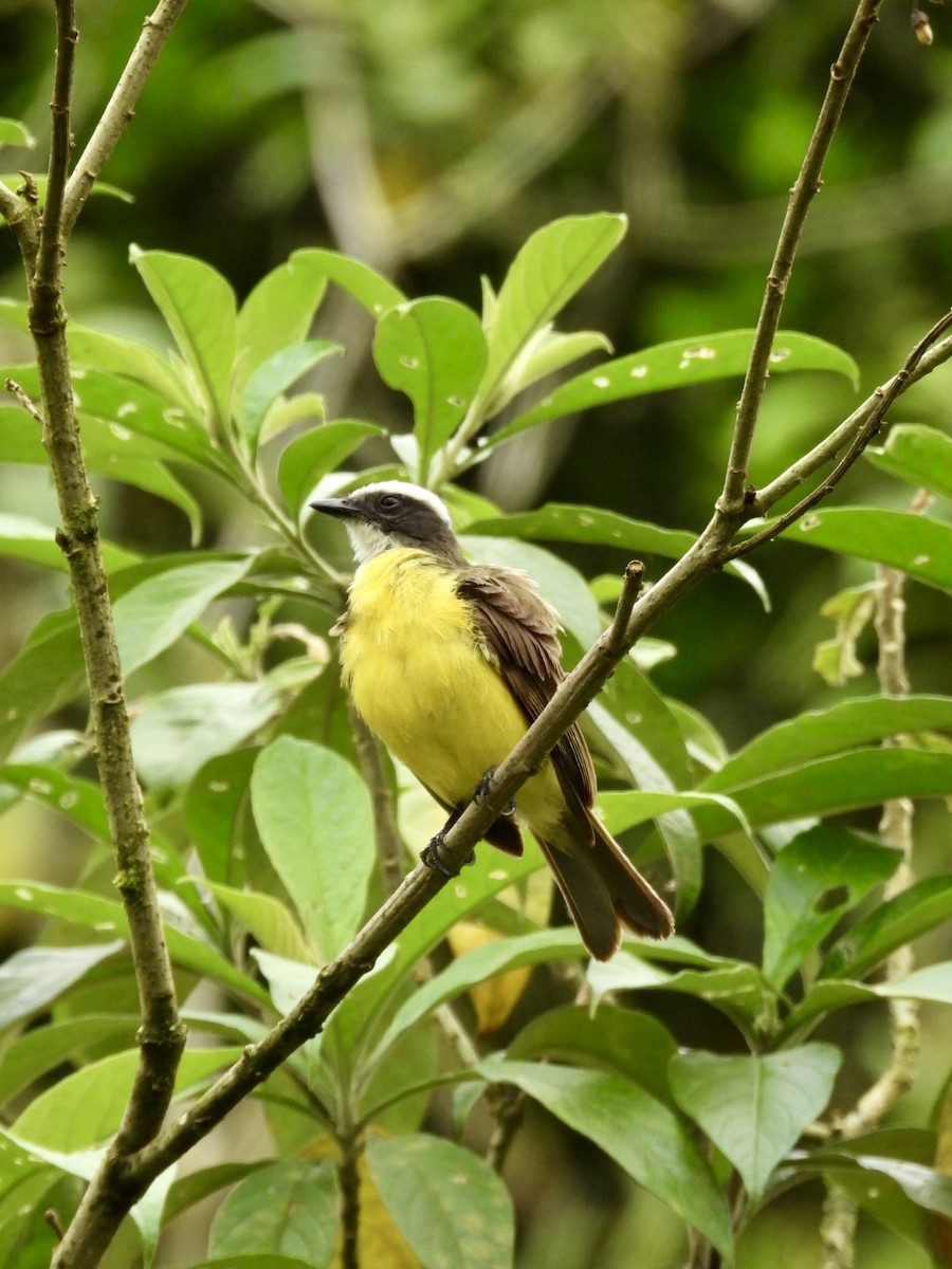 Social Flycatcher - ML635474116