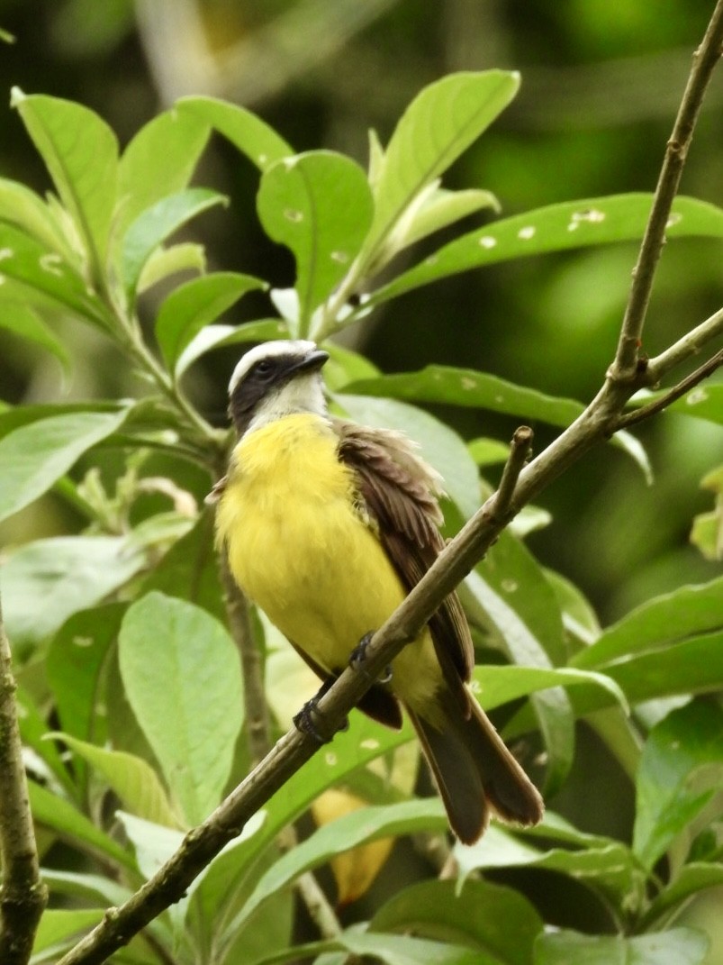 Social Flycatcher - ML635474117