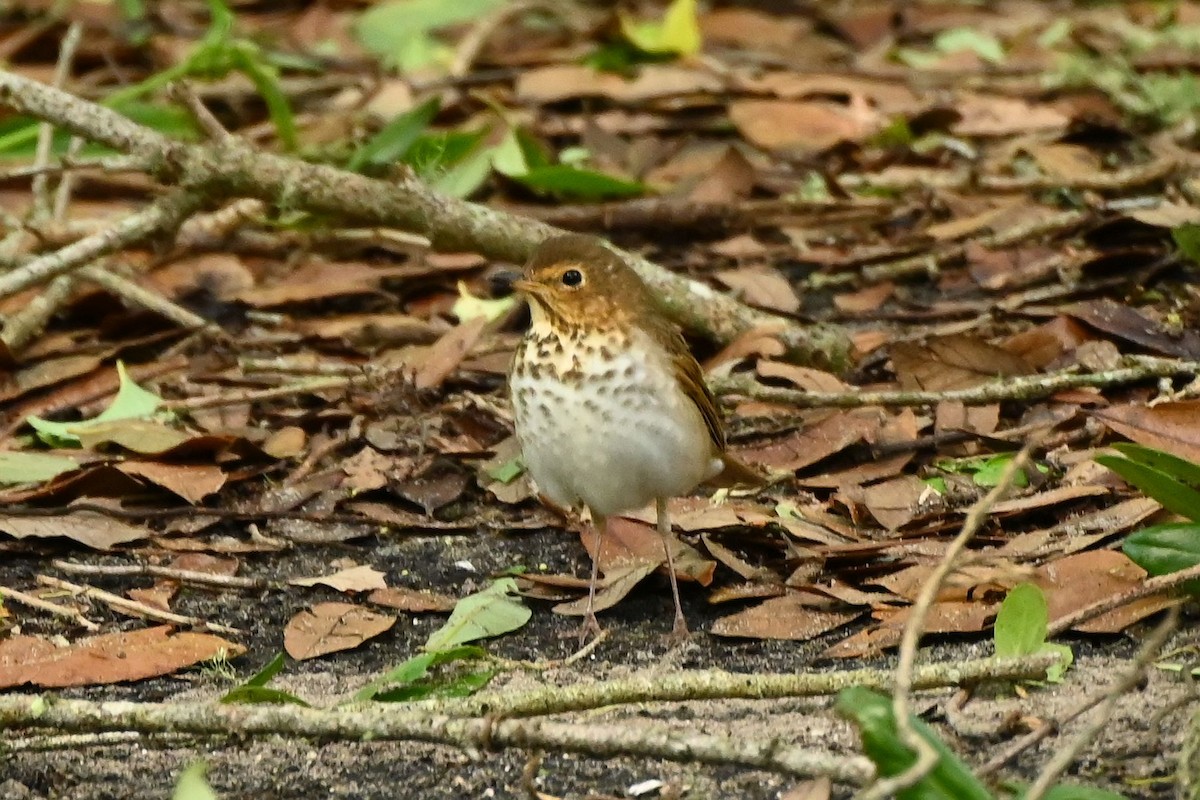 drozd západní - ML635474199