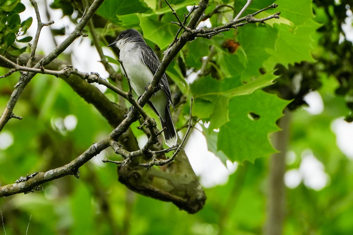 Eastern Kingbird - ML635474249