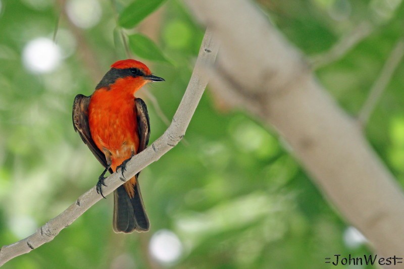 Vermilion Flycatcher - ML635474252