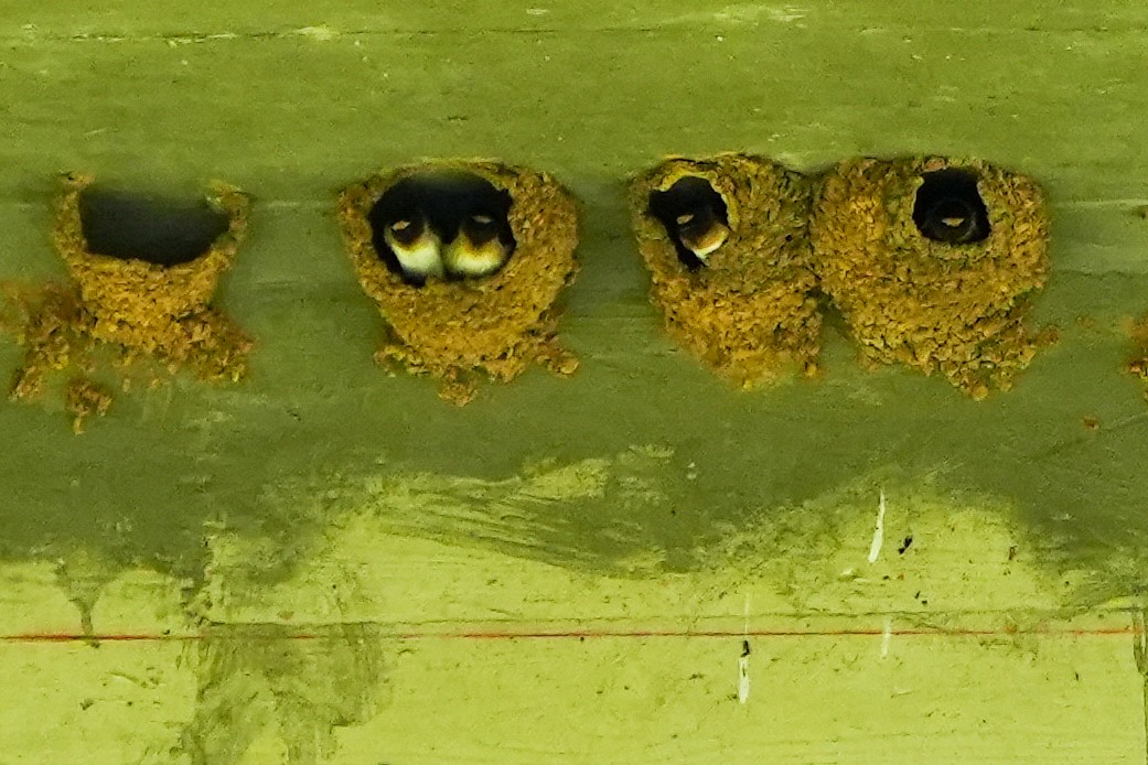 Cliff Swallow - ML635474307