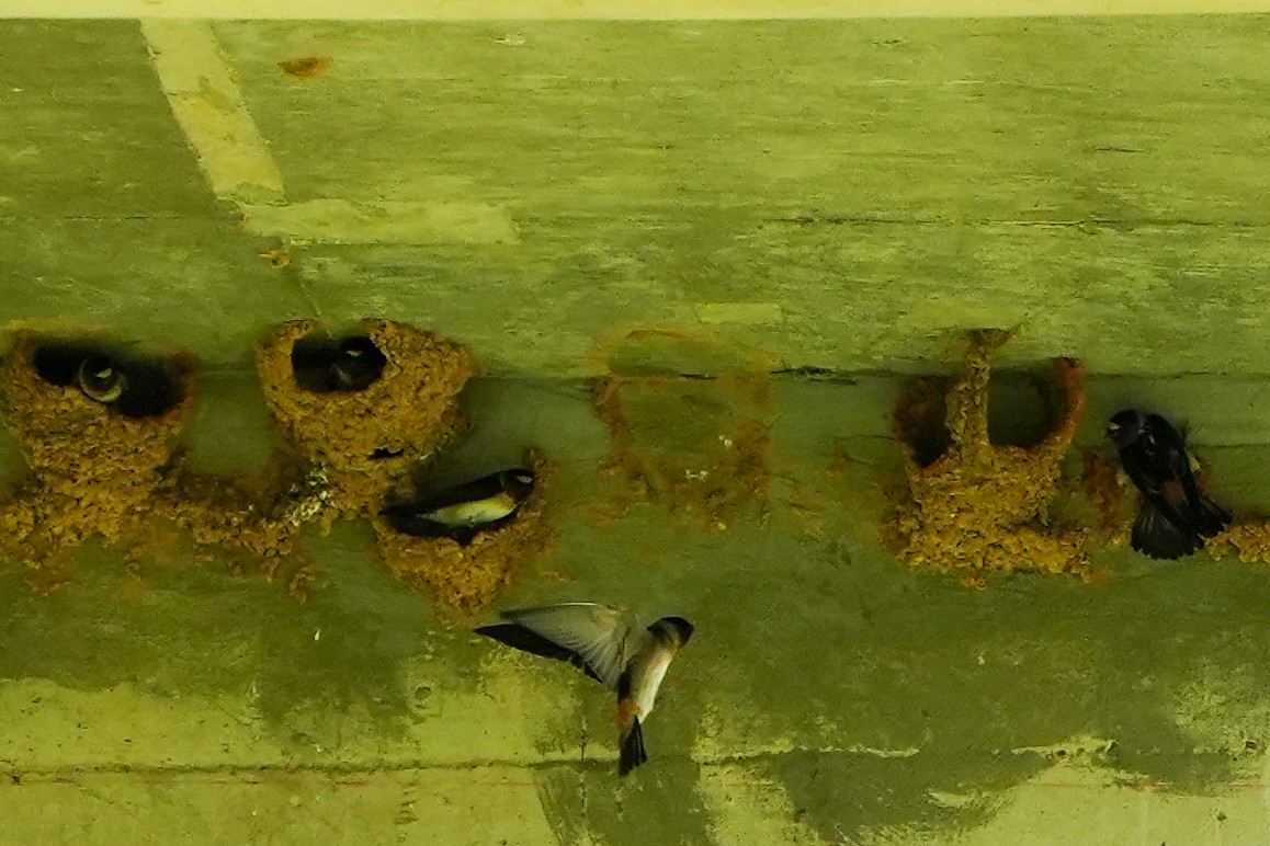 Cliff Swallow - ML635474311