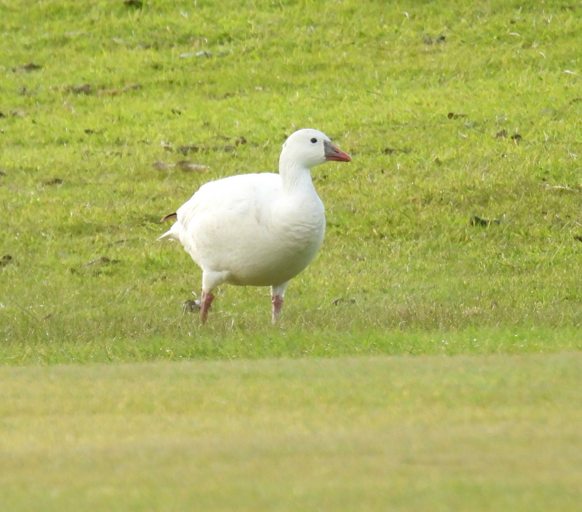 Ross's Goose - ML635474318