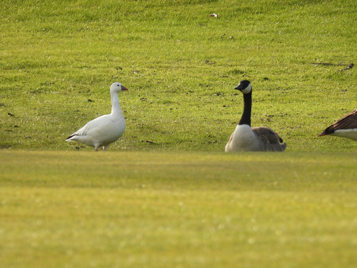 Ross's Goose - ML635474320