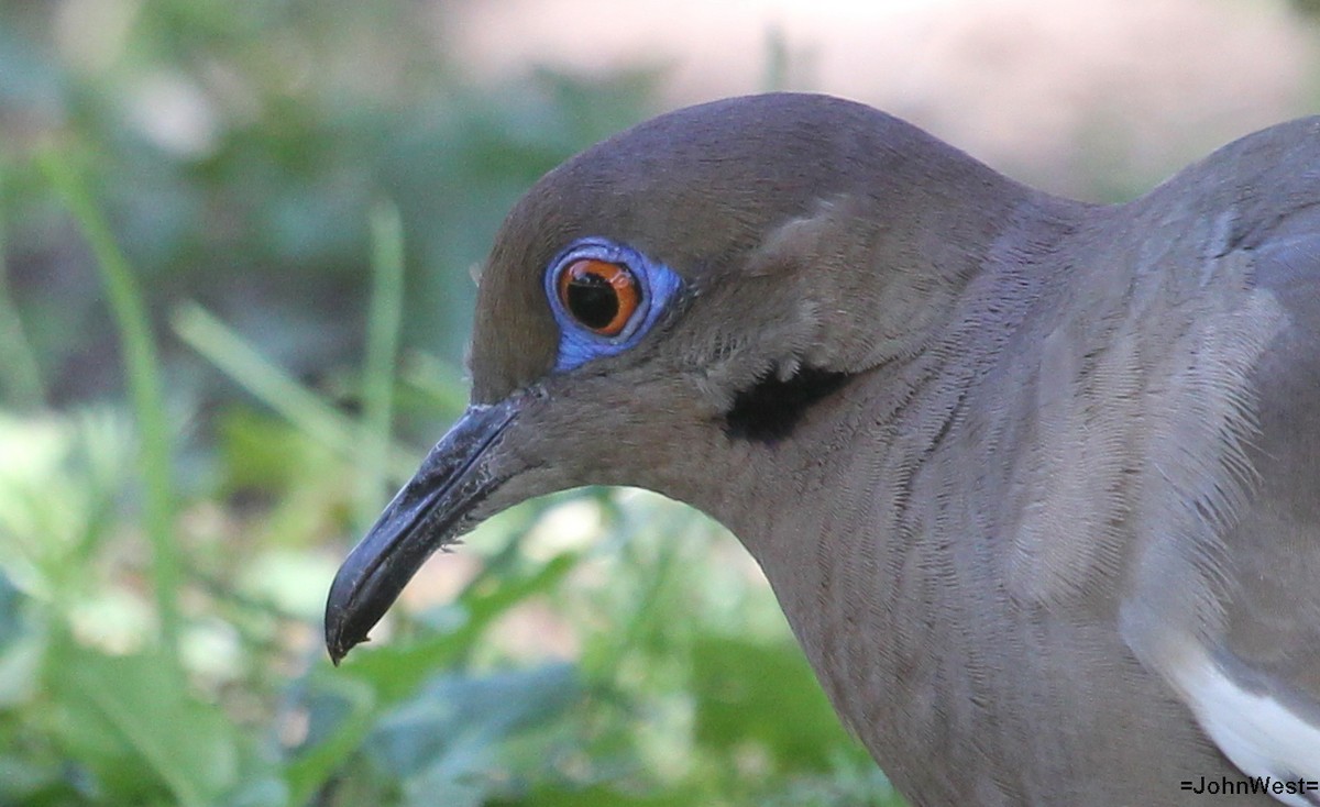White-winged Dove - ML635474324