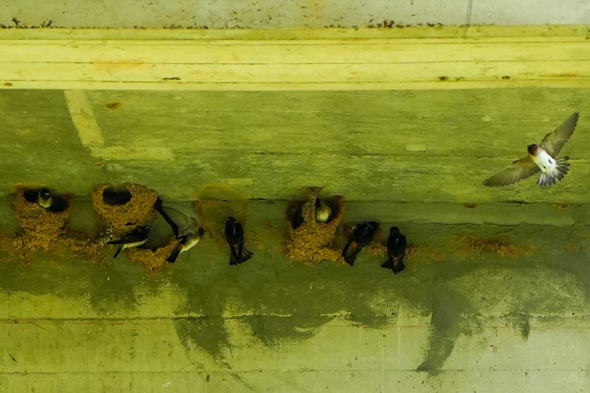 Cliff Swallow - ML635474331