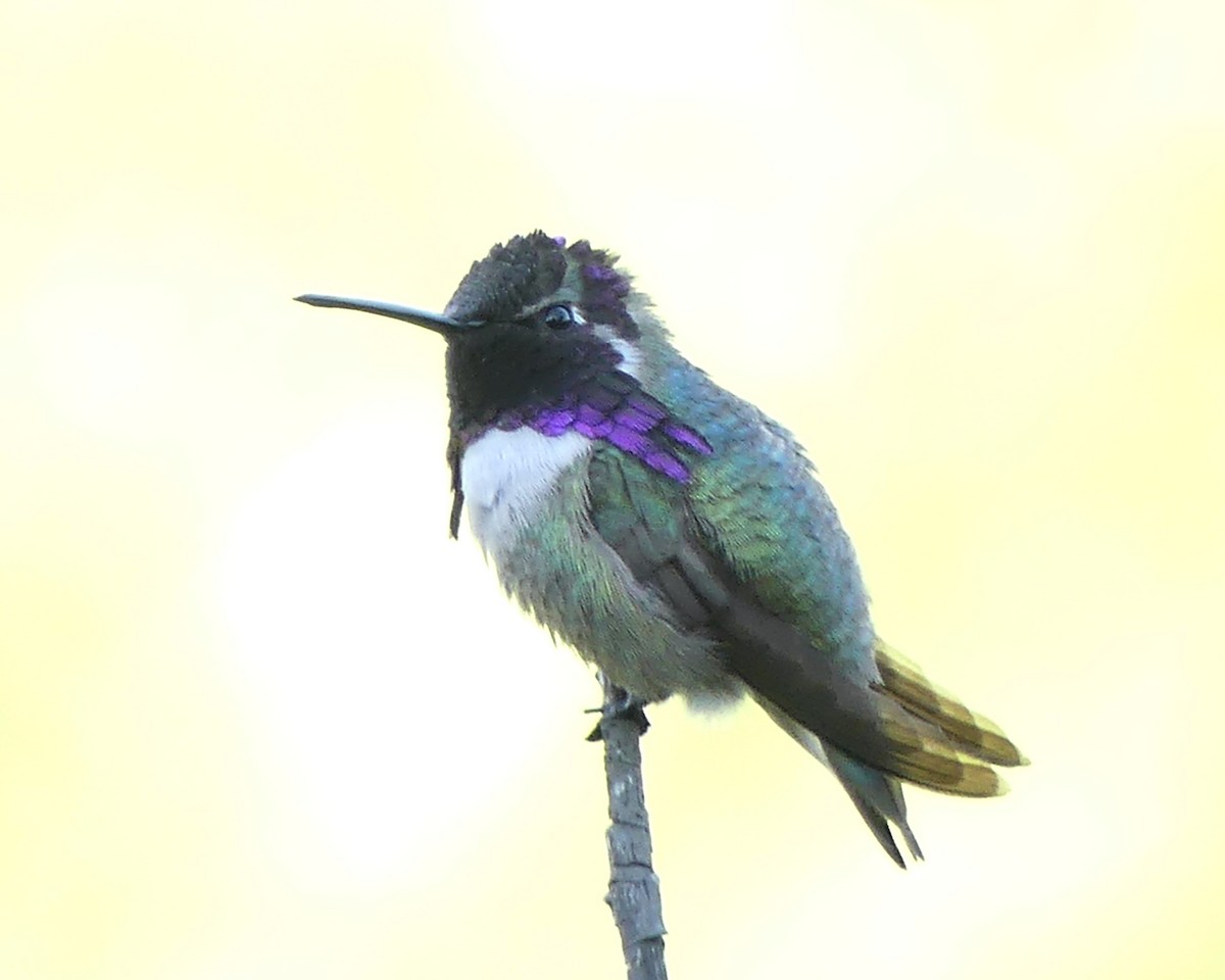 Costa's Hummingbird - ML635474414