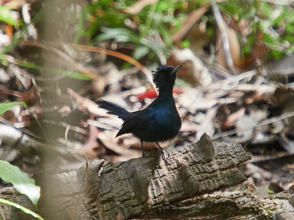 Shining Flycatcher - ML635474460